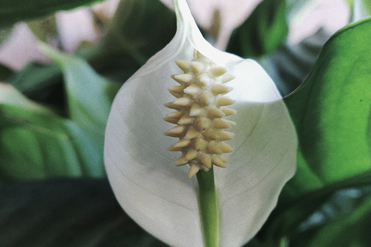 peace lily and air quality