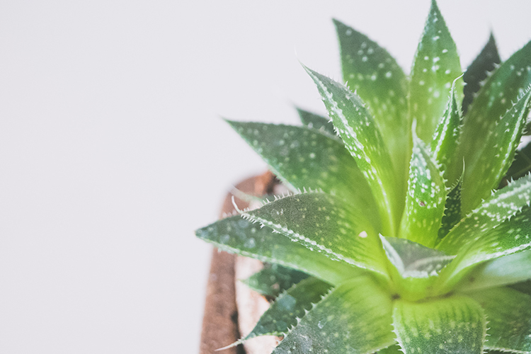 aloe vera indoor plants and interior design