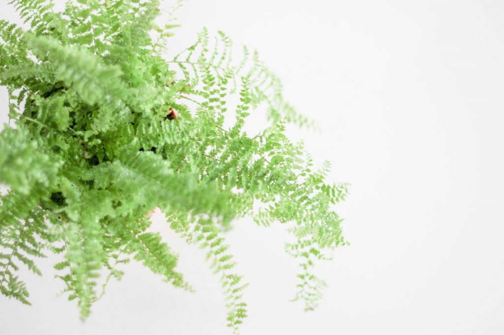 ferns and interior well-being
